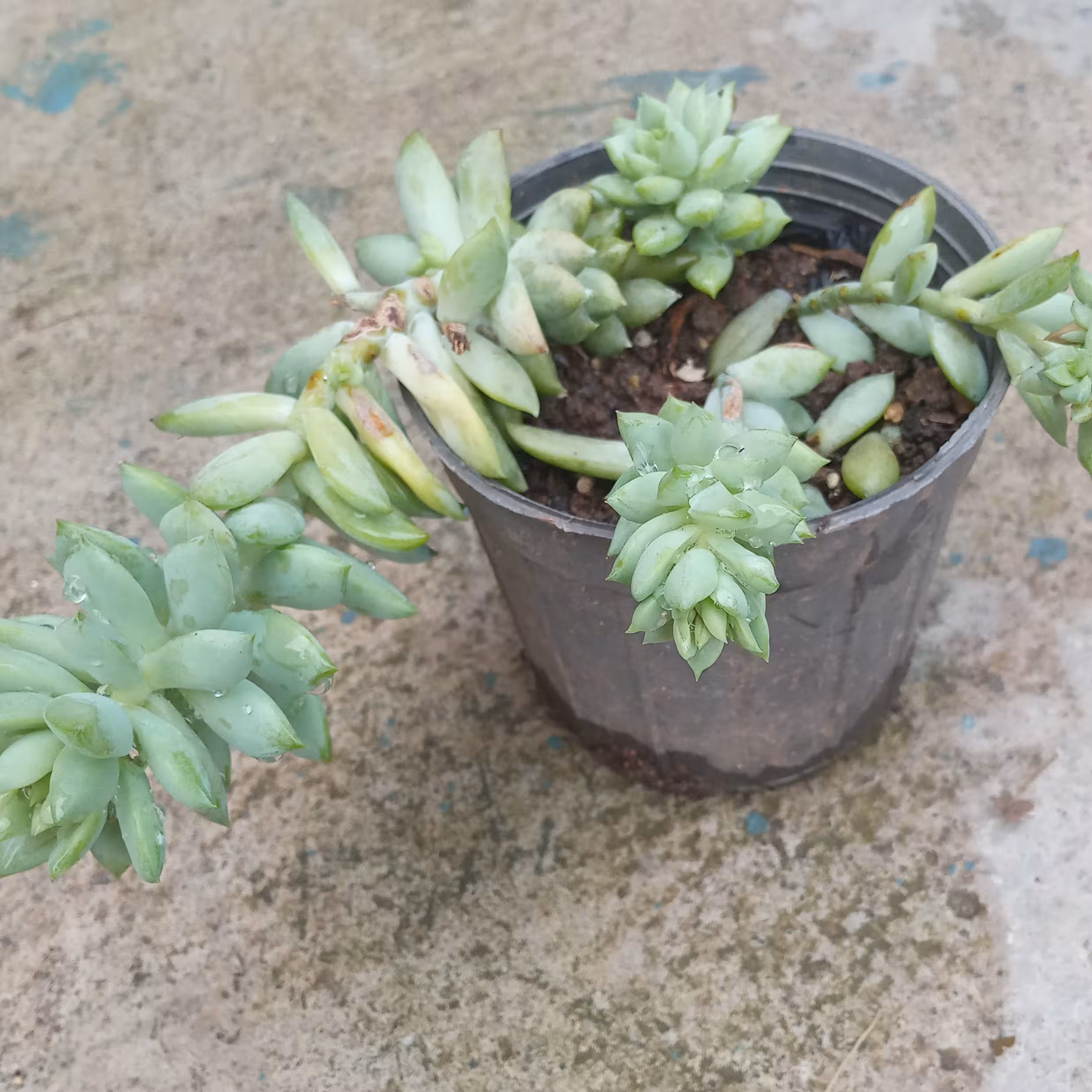  گل گلدانی دم الاغی (سدوم مورگانیانوم)(هزینه ارسال بصورت پس کرایه بعهده مشتری)