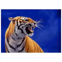 حیوانات مدل ببر کد 26037