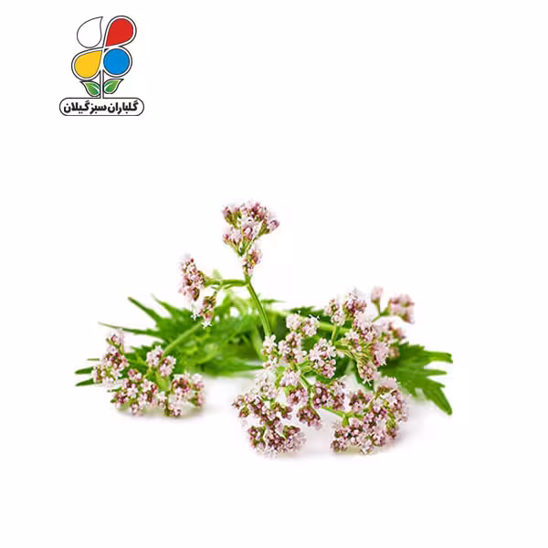 بذر سنبل الطیب بسته سه عددی