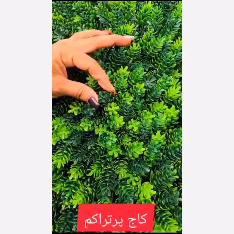 گرین وال کاج پرتراکم ابعاد 50در50 cm (دیوار سبز/گرینوال)(پس کرایه)