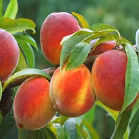 آموزش درختان میوه هسته دار