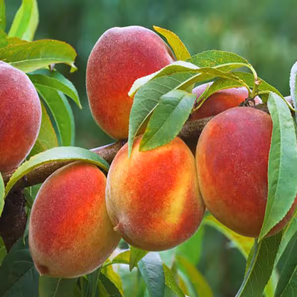 آموزش درختان میوه هسته دار