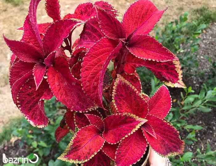 بذر گل حسن یوسف F1 Velvet Red