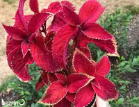 بذر گل حسن یوسف F1 Velvet Red