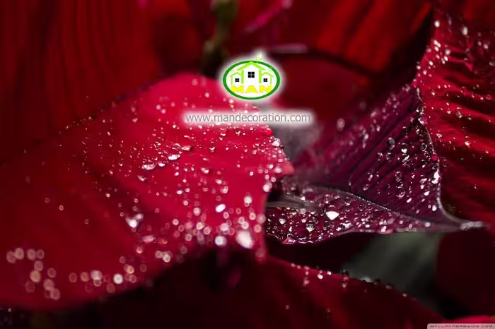 آسمان مجازی برگ گل کد 186
