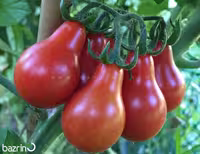 بذر گوجه گلابی قرمز درختی