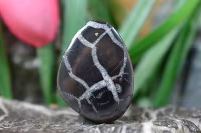 سپتارین مراکش اصل و طبیعی