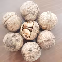 گردوی مراغه ای خوب و عالی (5کیلوگرمی)