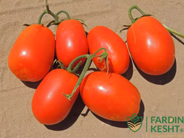 بذر گوجه فرنگی ریوگراند بسته 50 عددی