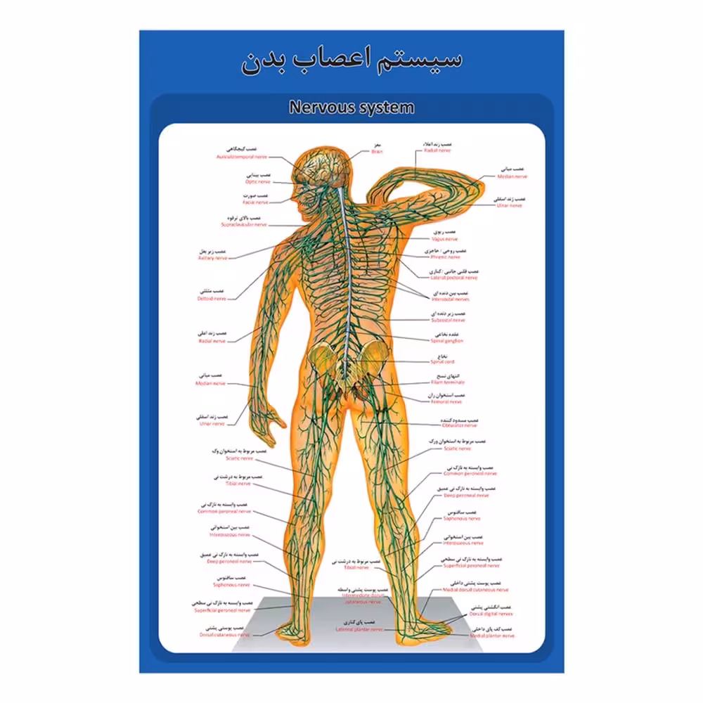 پوستر آموزشی ساختار آناتومی سیستم اعصاب بدن