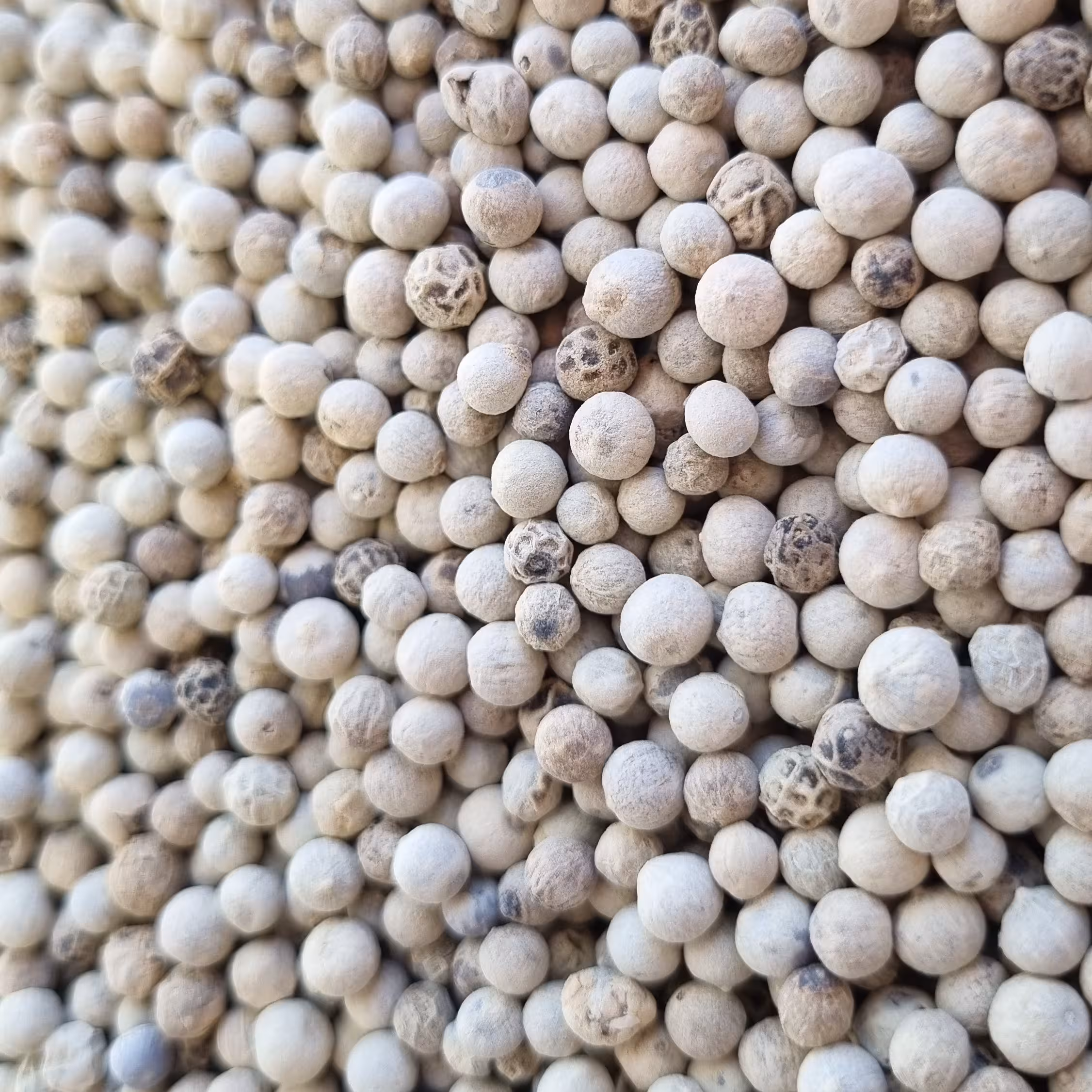 فلفل سفید صد گرم