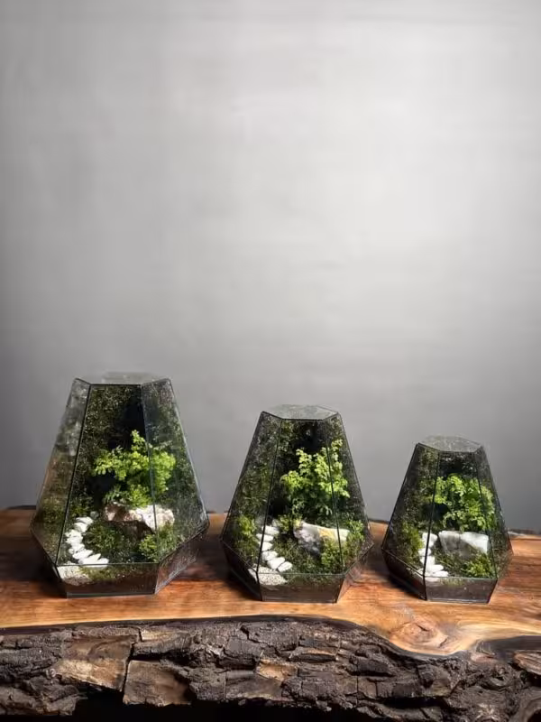 خرید 3 سایز موساریوم طرح پله ی زندگی (تراریوم)