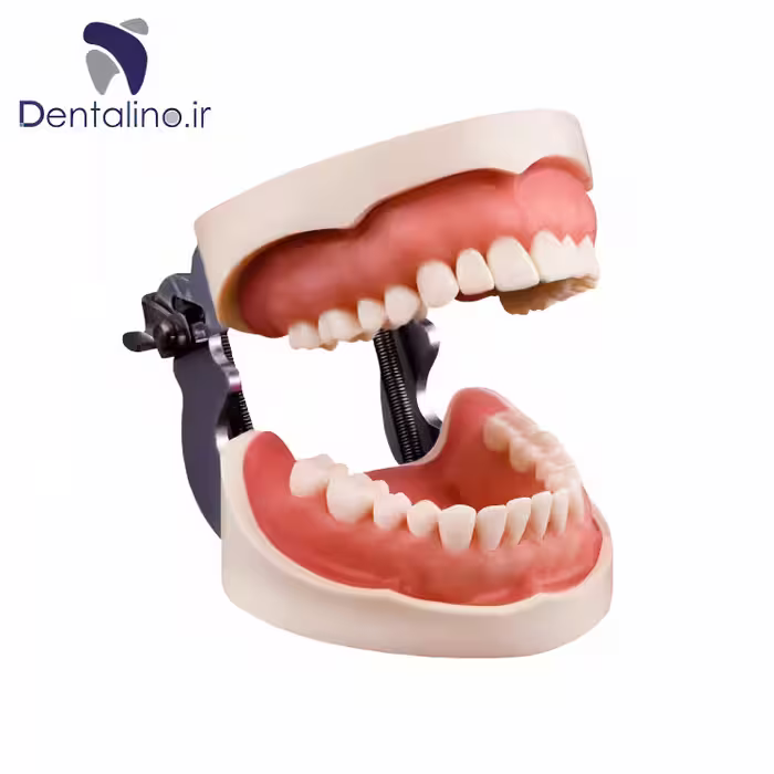 مدل تمرینی پروتز و ترمیمی با لثه نرم
