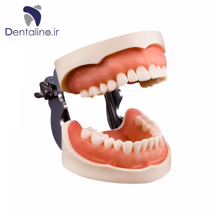 مدل تمرینی پروتز و ترمیمی با لثه نرم