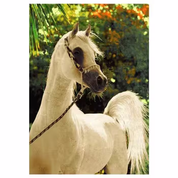 حیوانات مدل اسب کد 26067