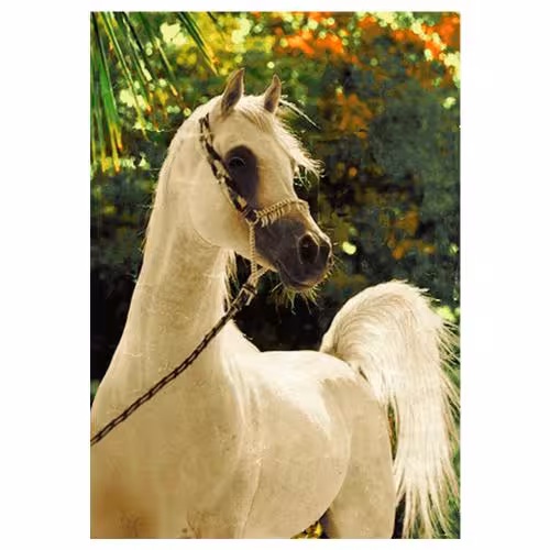 حیوانات مدل اسب کد 26067