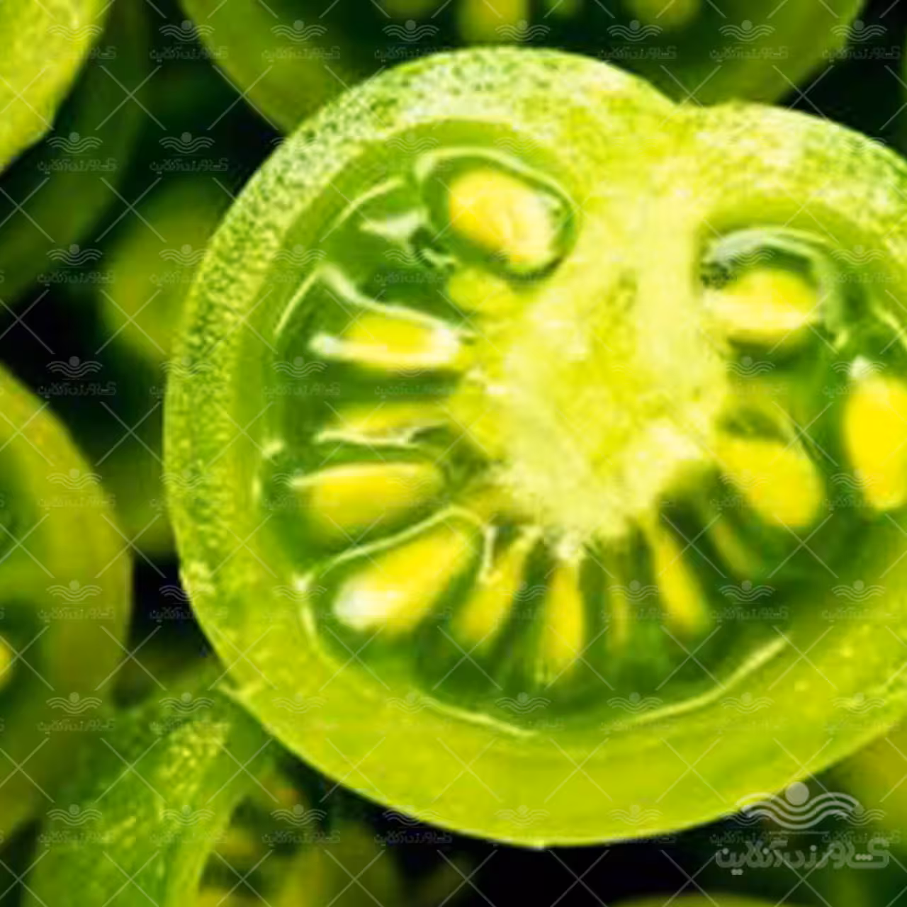 بذر گوجه فرنگی سبز اوکراینی