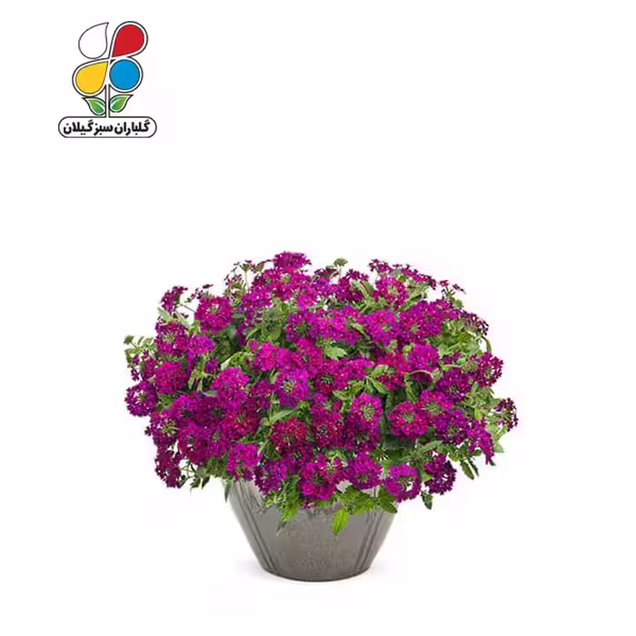 بذر گل شاهپسند بسته سه عددی