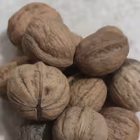 گردو تویسرکان