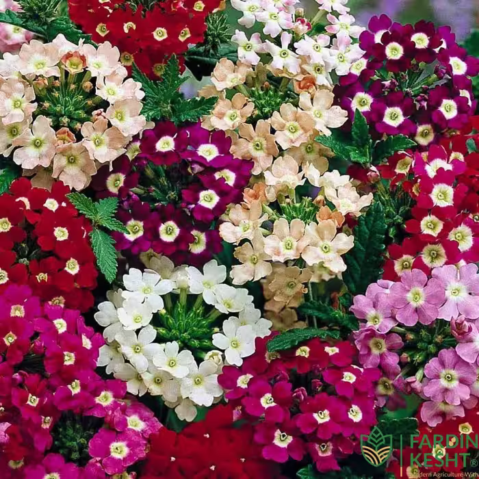بذر گل شاهپسند گل درشت رنگارنگ آمریکایی بسته 30 عددی