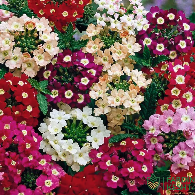 بذر گل شاهپسند گل درشت رنگارنگ آمریکایی بسته 30 عددی