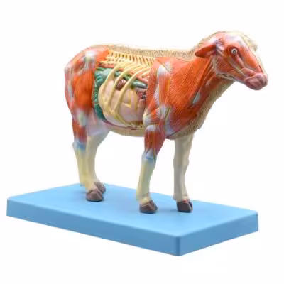 بازی آموزشی مدل مولاژ آناتومی گوسفند کد A021