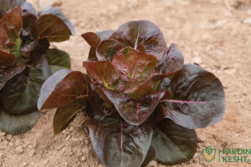 بذر کاهو لیتل جم قرمز بسته 100 عددی