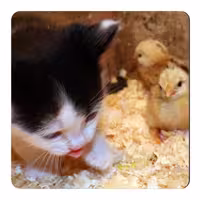مگنت طرح بچه گربه و جوجه مرغ کد NIM2545