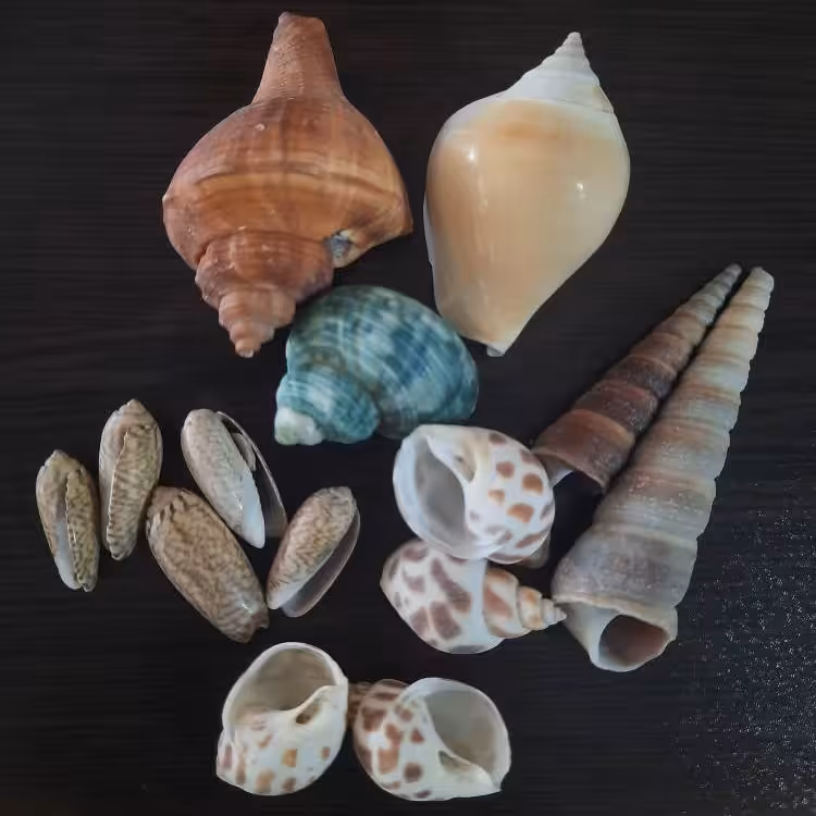 صدف تزئینی شمع بسته شش تایی | amazonchi