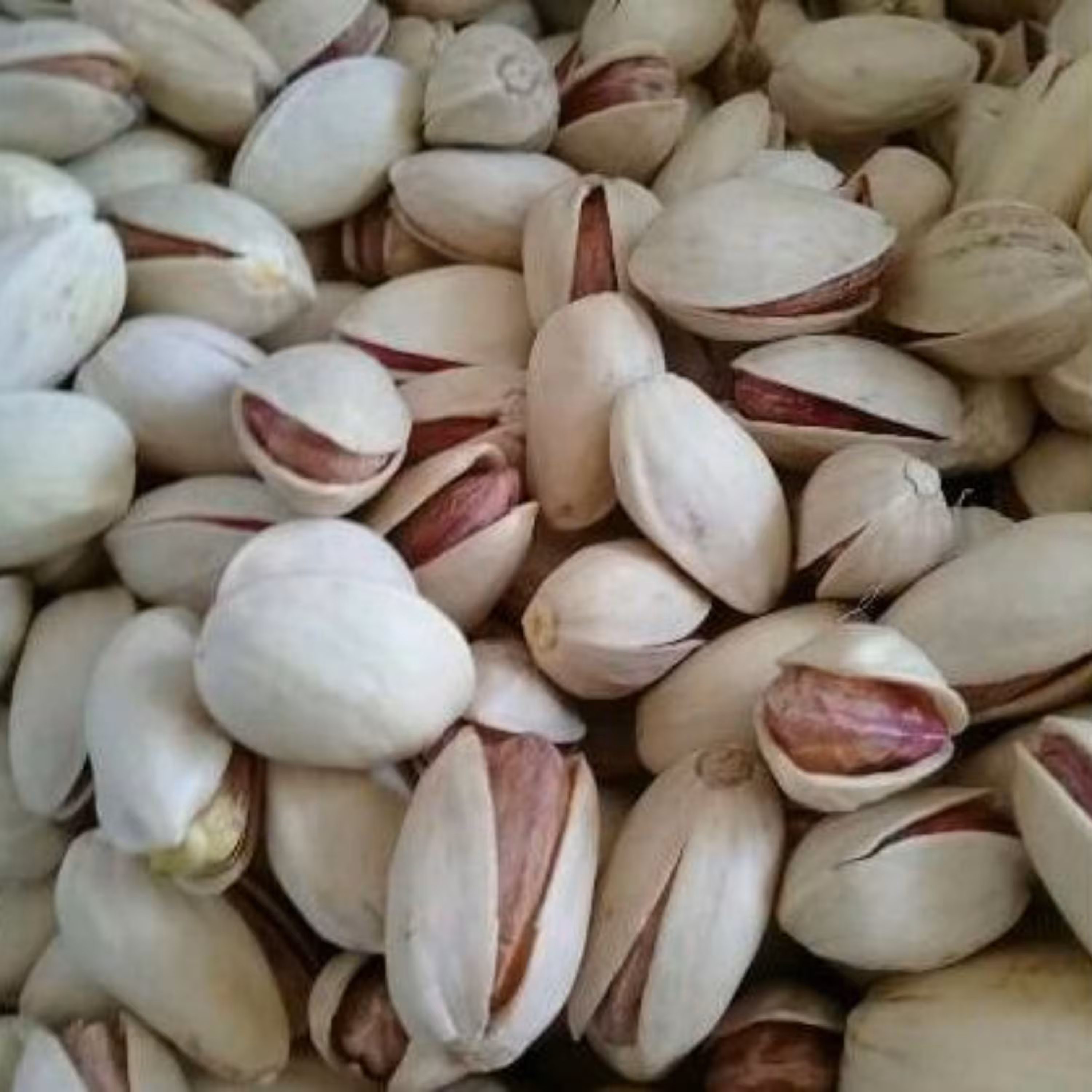 پسته احمدآقایی آجیلی 500 گرمی برداشت مهر1402 (خام)
