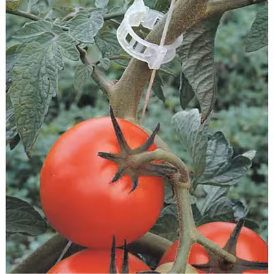 بست بوته گلخانه مدل پلی اتیلنی بسته 50 عددی