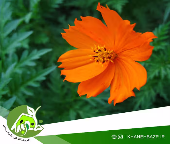 بذر گل ستاره ای نارنجی 10عدد - خانه بذر | فروشگاه بذر وارداتی گل و گیاه زینتی 1404