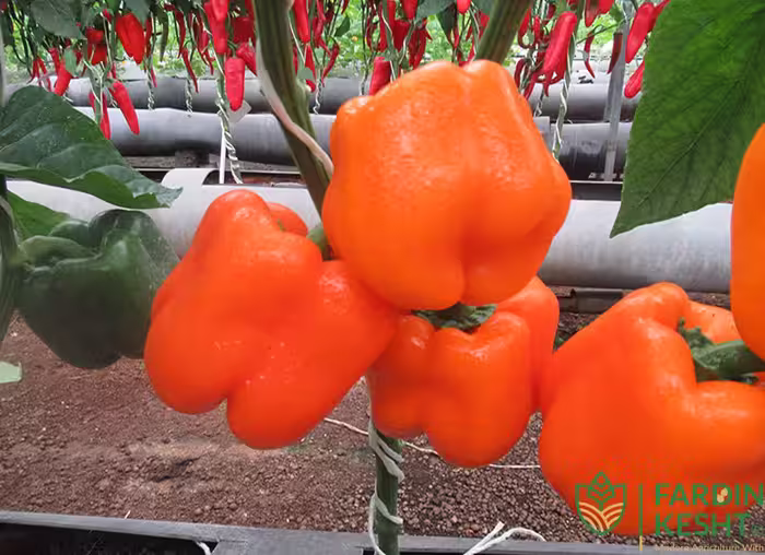 بذر فلفل دلمه صوفیا نارنجی گلخانه ای داربستی هیبرید فوق پربار بسته 5 عددی