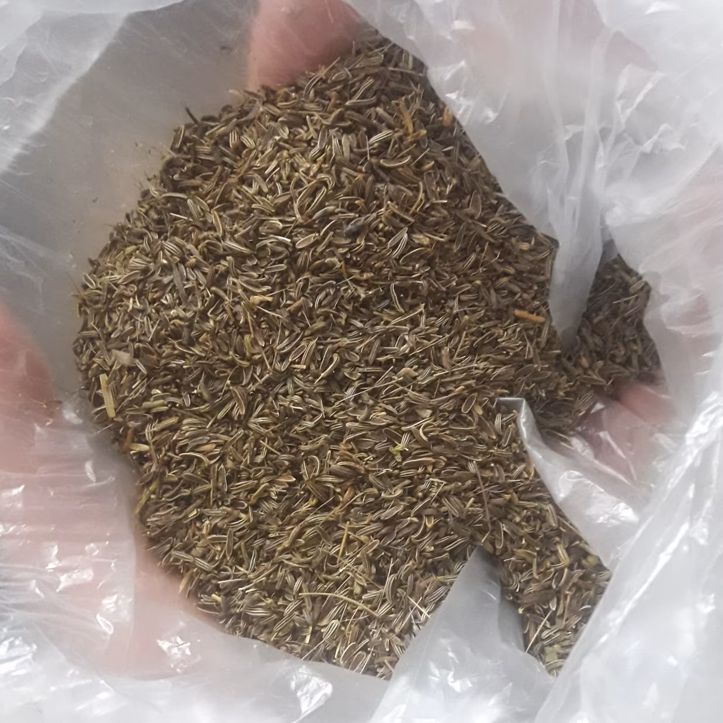 زیره سیاه بومی