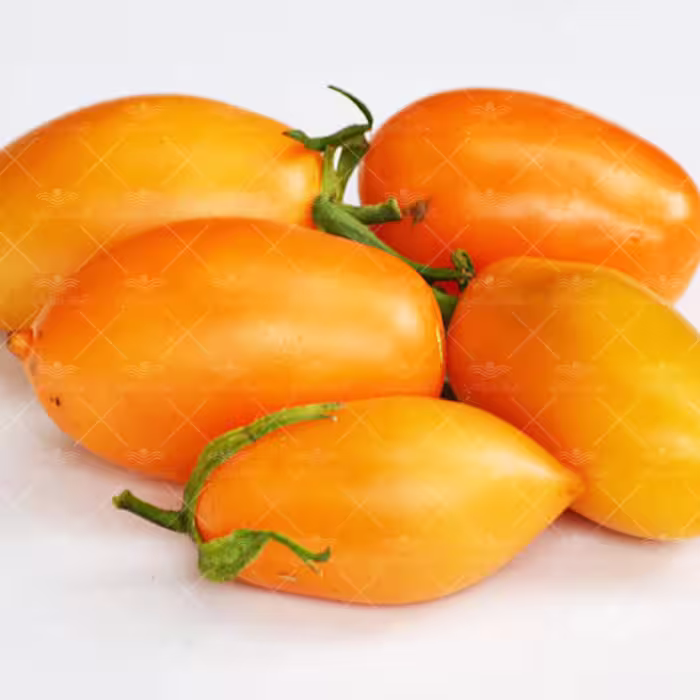 بذر گوجه قندیل یخ