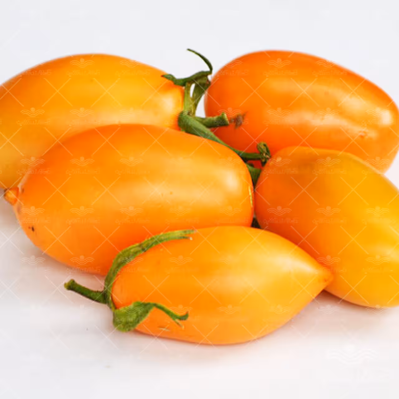 بذر گوجه قندیل یخ