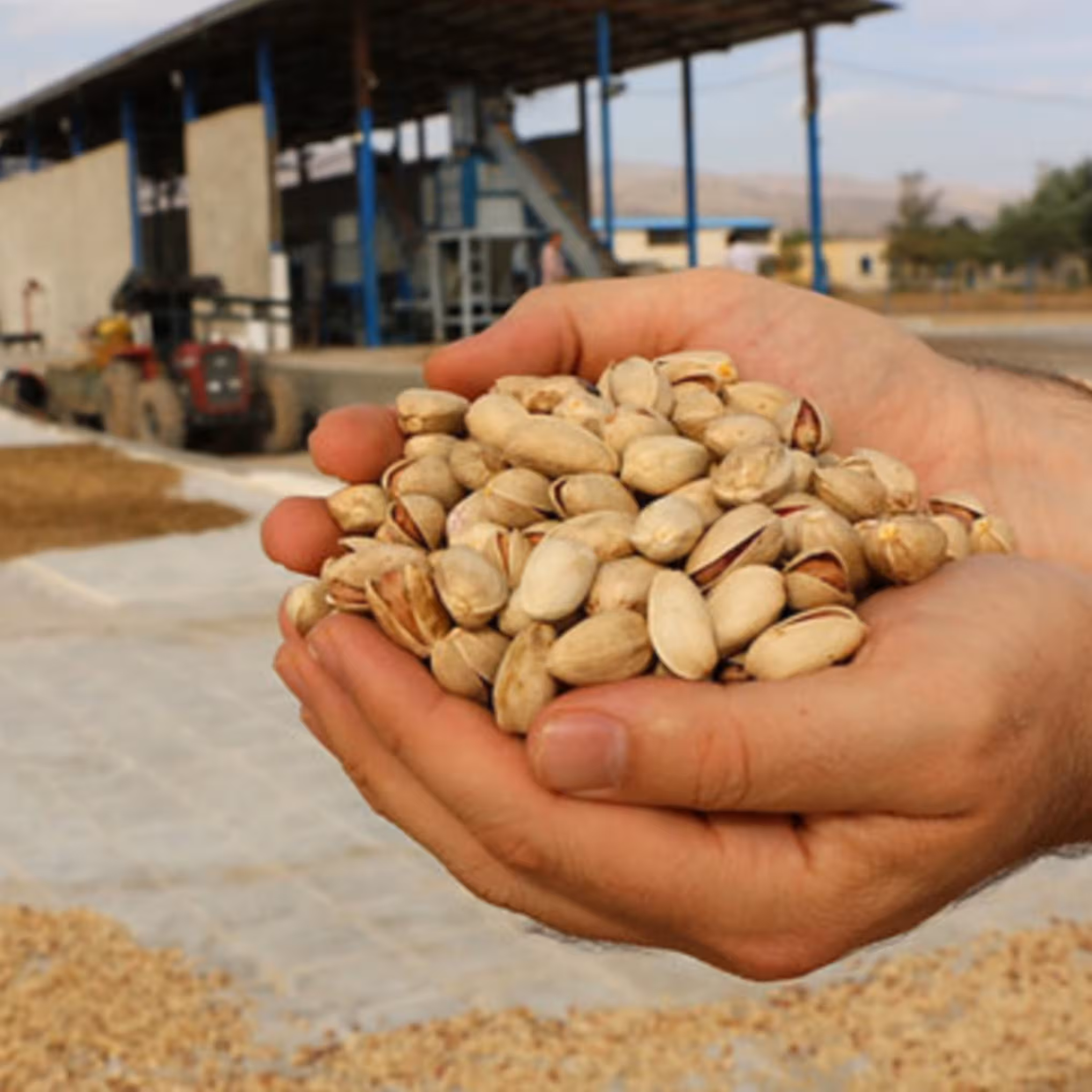 پسته امساله دامغان خوش طعم، درجه یک و با کیفیت در بسته های چهار کیلو و نیمی 