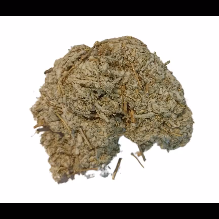 مور تلخ گیاه -عفونت ها