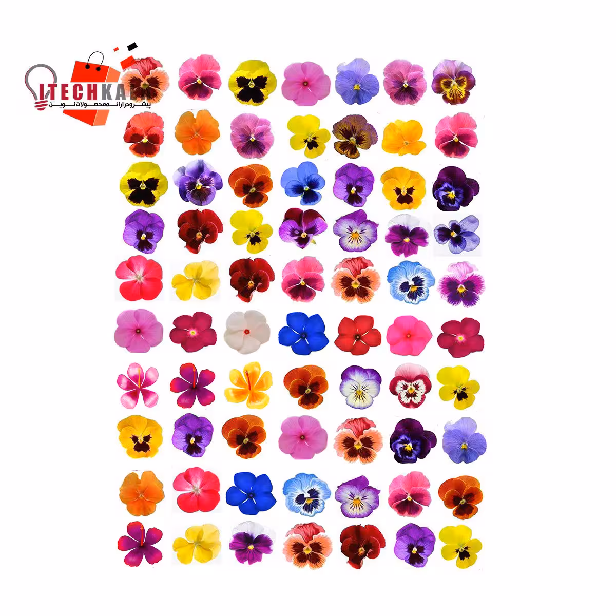 طلق ترنسپرنت گل بنفشه