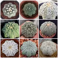 بذر آستریاس میراکل استارشیب بسته 10 عددی