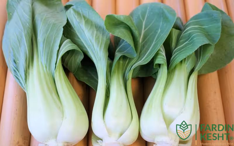 بذر پاک چوی سبز بسته 100 عددی