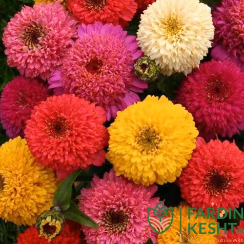 بذر گل آهار پابلند پرگل رنگارنگ ایتالیایی بسته 50 عددی