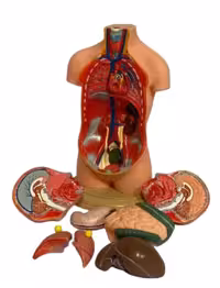 مولاژ نیم تنه بدن انسان 10 قسمتی با برش سر 35 سانتیمتری1/4 اندازه طبیعی