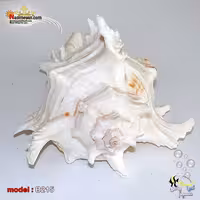پوسته صدفی حلزون کد B215