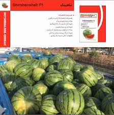 بذر هندوانه شاهنشاه پربار