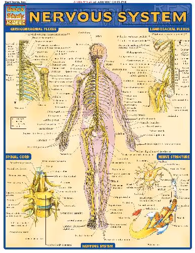 خرید و دانلود نسخه کامل کتاب BarCharts QuickStudy Nervous System
