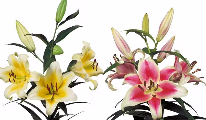 پیاز گل لیلیوم هلندی معطر، تعداد 2 عدد