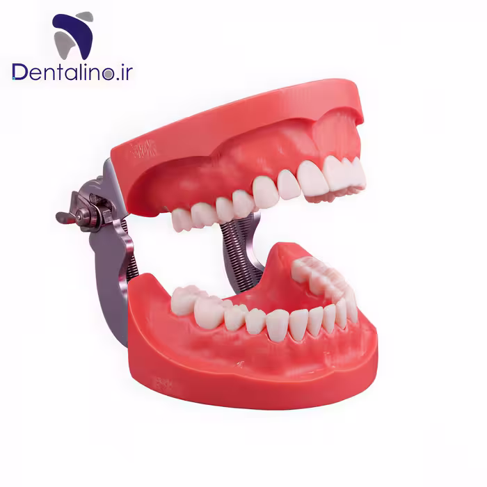 مدل تمرینی پروتز و ترمیمی با لثه سخت