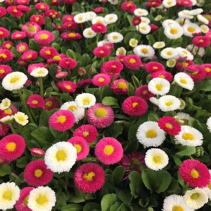 بذر گل مینای چمنی رنگی