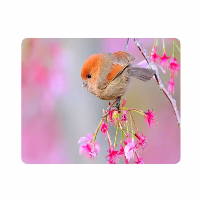 ماوس پد طرح پرنده و گل مدل T8086